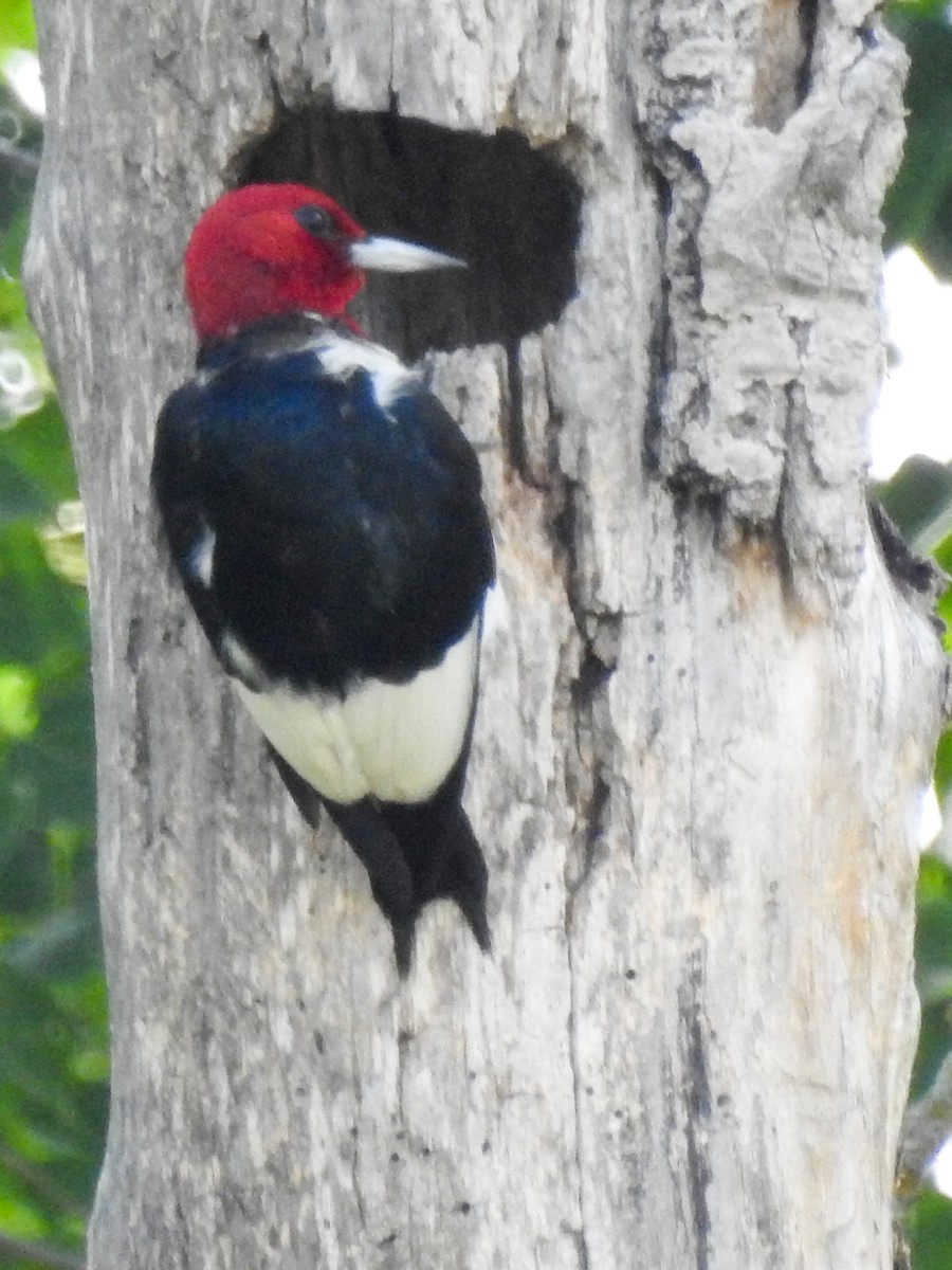 Red-headed Woodpecker - ML250390121