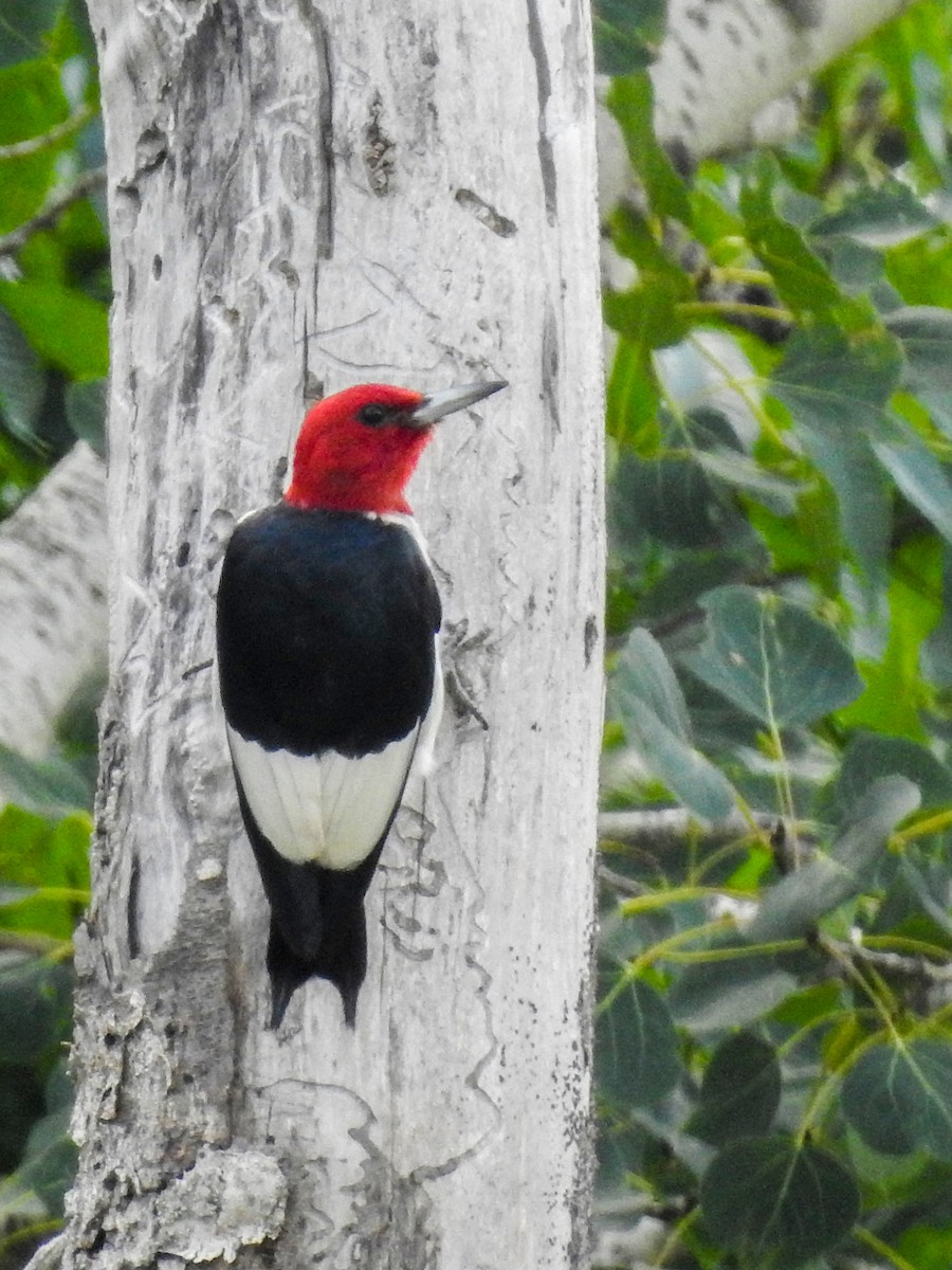 Red-headed Woodpecker - ML250390141