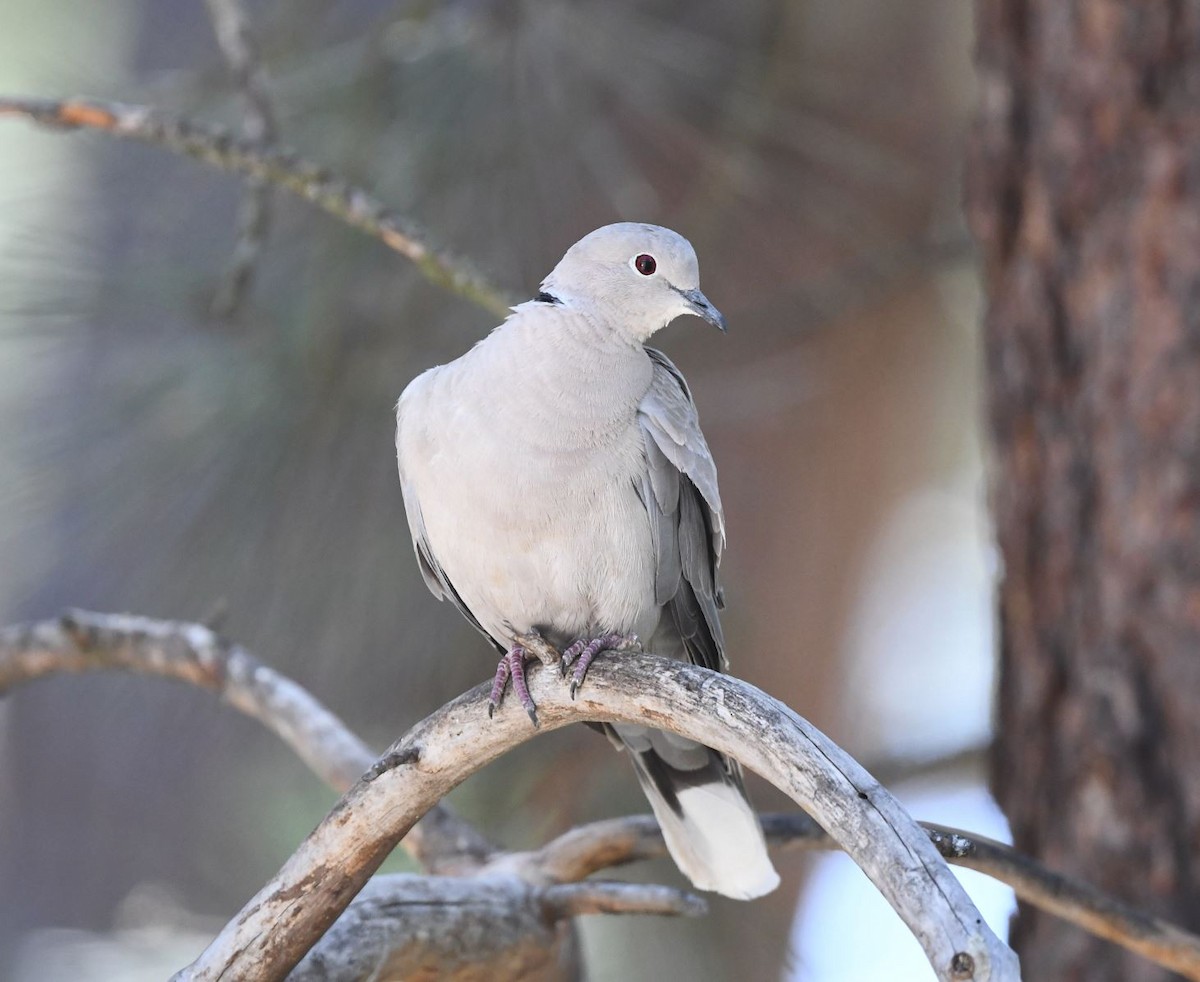Eurasian Collared-Dove - Tom Crabtree