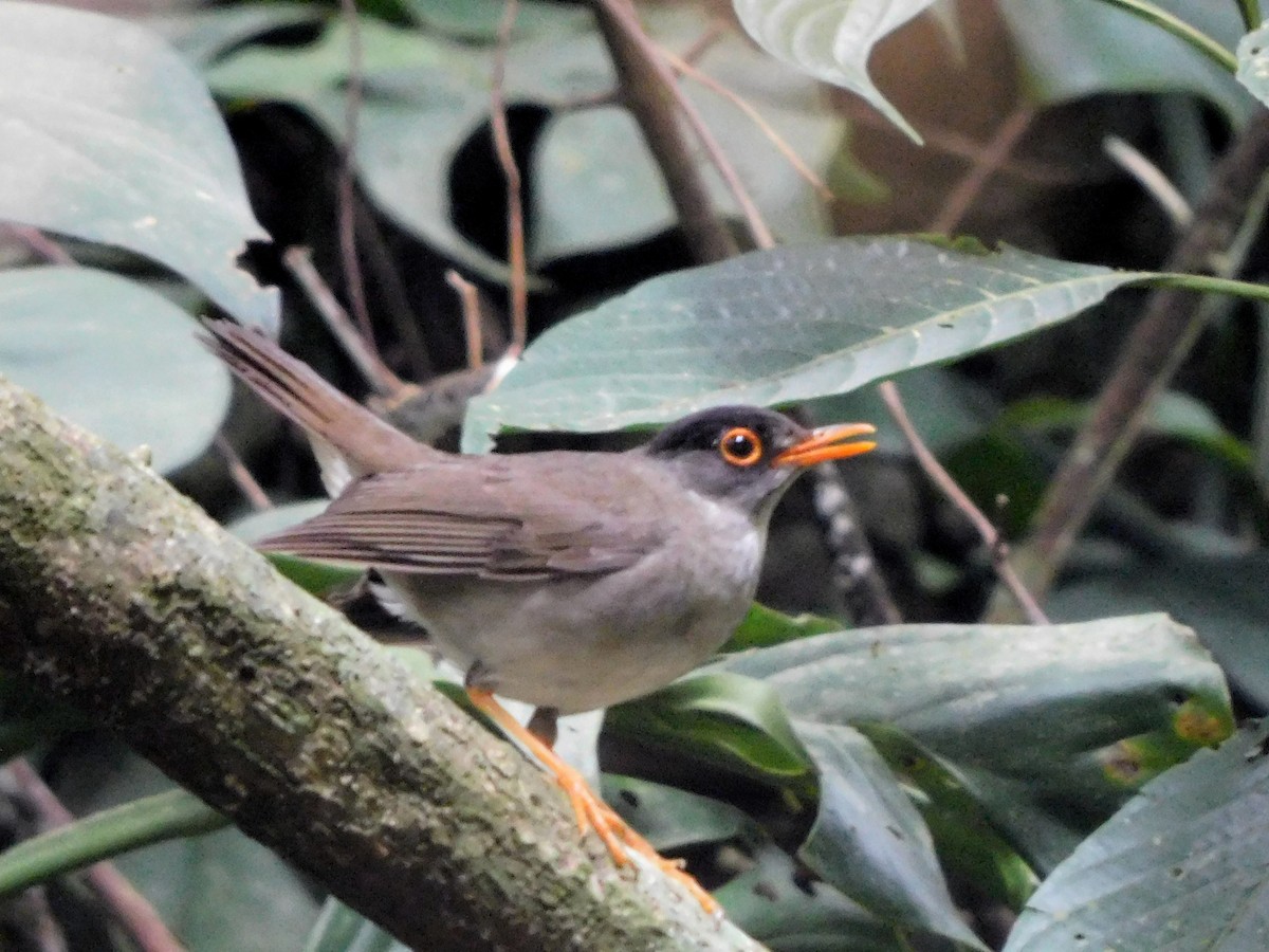 Black-headed Nightingale-Thrush - Carlos Mancera (Tuxtla Birding Club)
