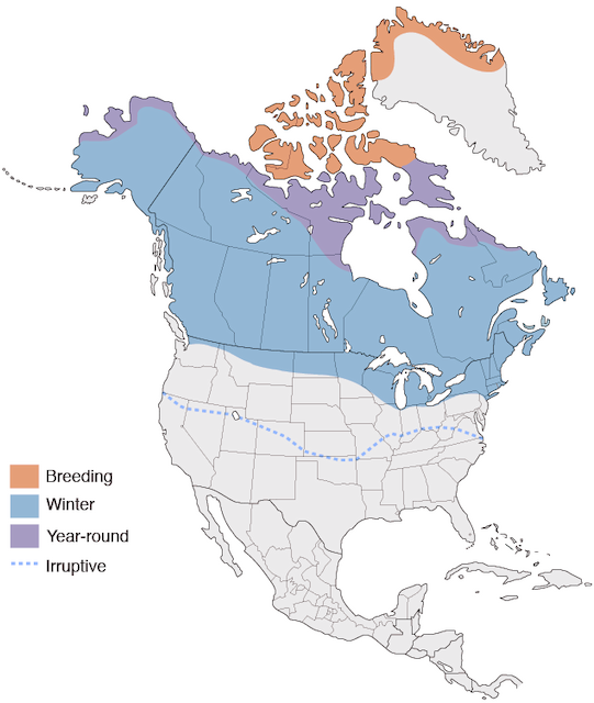 Figure 1. Breeding and wintering distribution of Snowy Owls in North America. - Snowy Owl - 