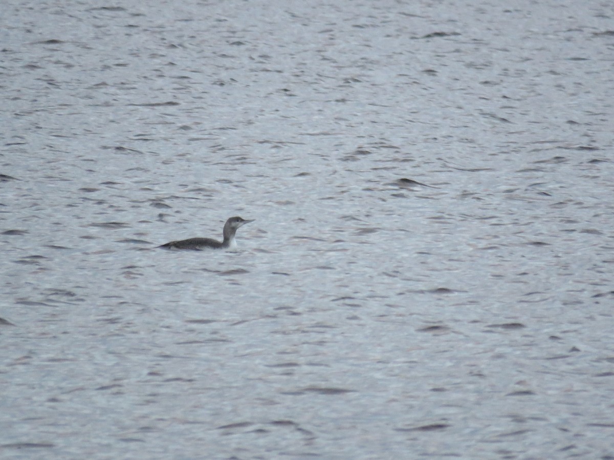 Red-throated Loon - Langis Sirois