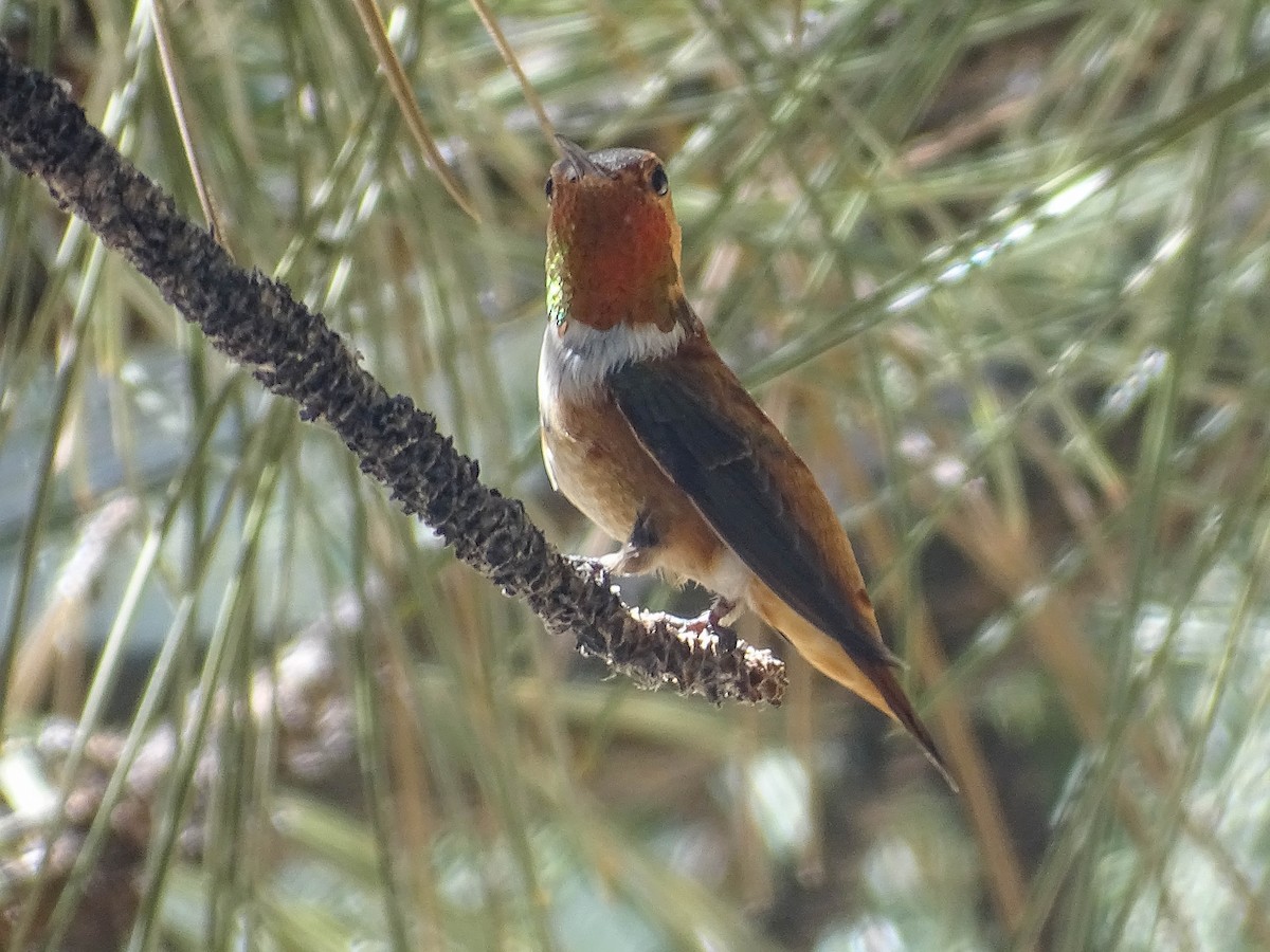 Rufous Hummingbird - ML250397261
