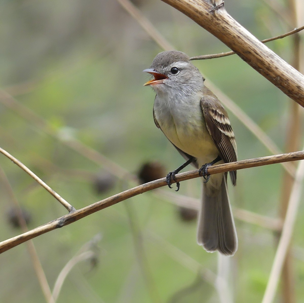 Southern Mouse-colored Tyrannulet - ML250398501