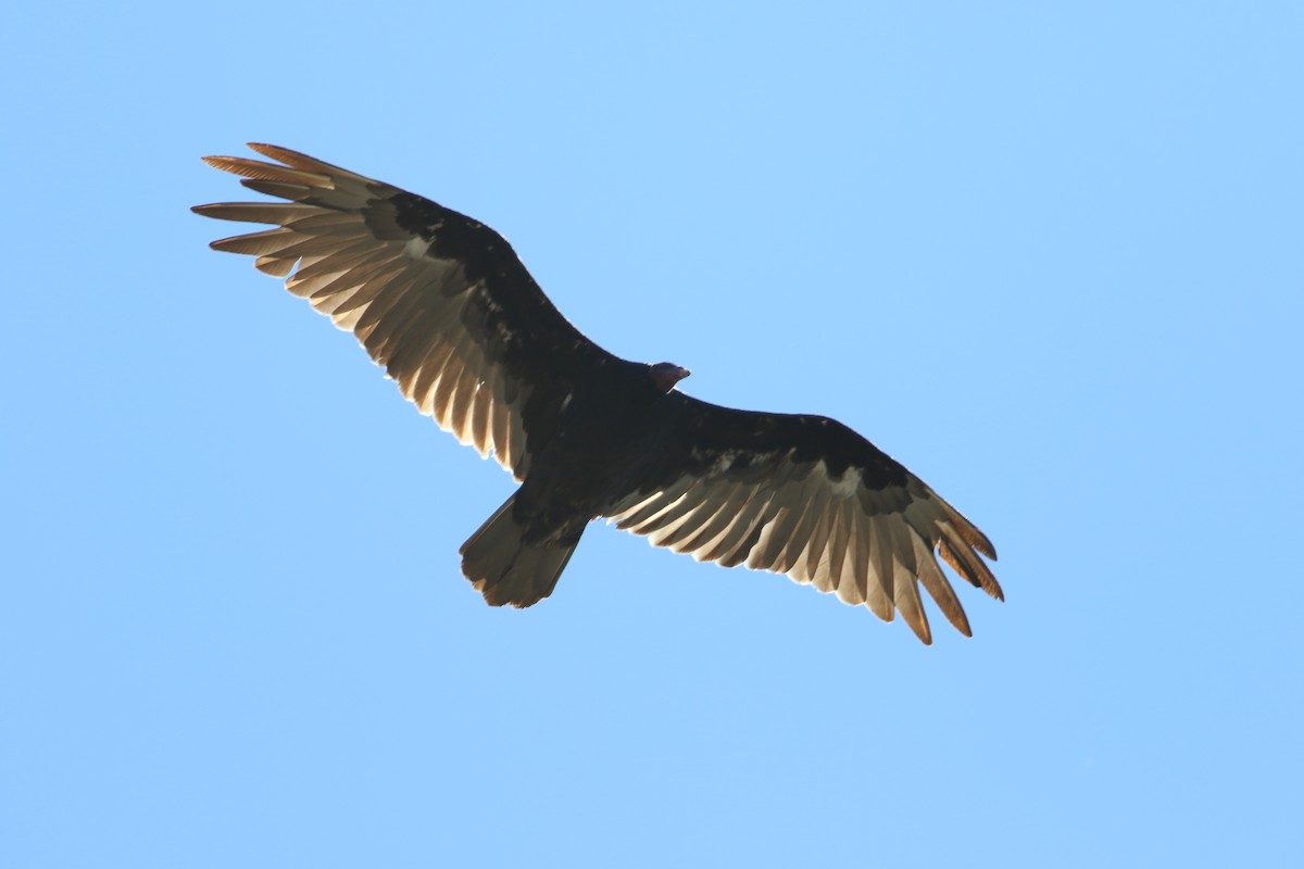 Turkey Vulture - ML250400531