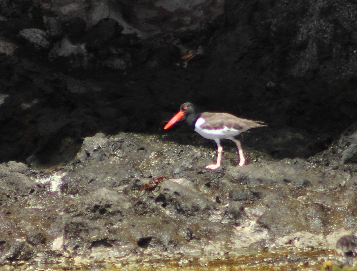 American Oystercatcher - vaughan francis