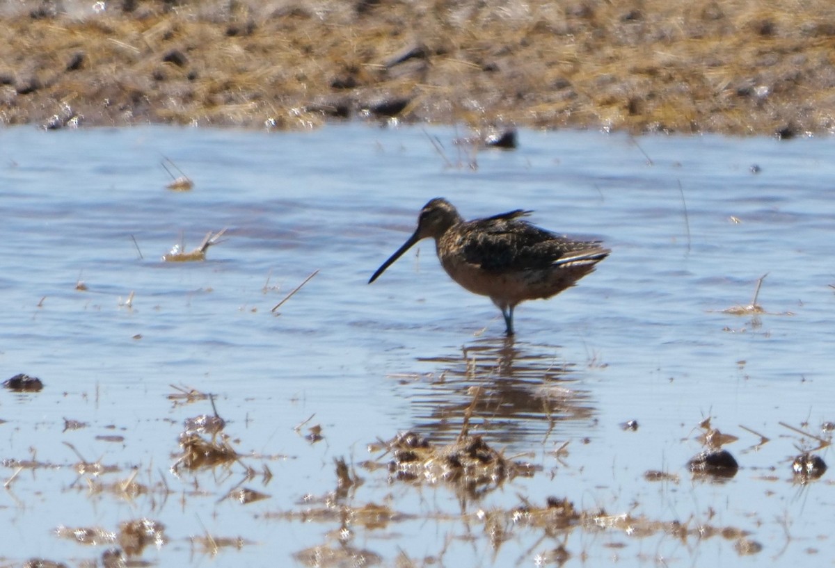 Long-billed Dowitcher - ML250407491