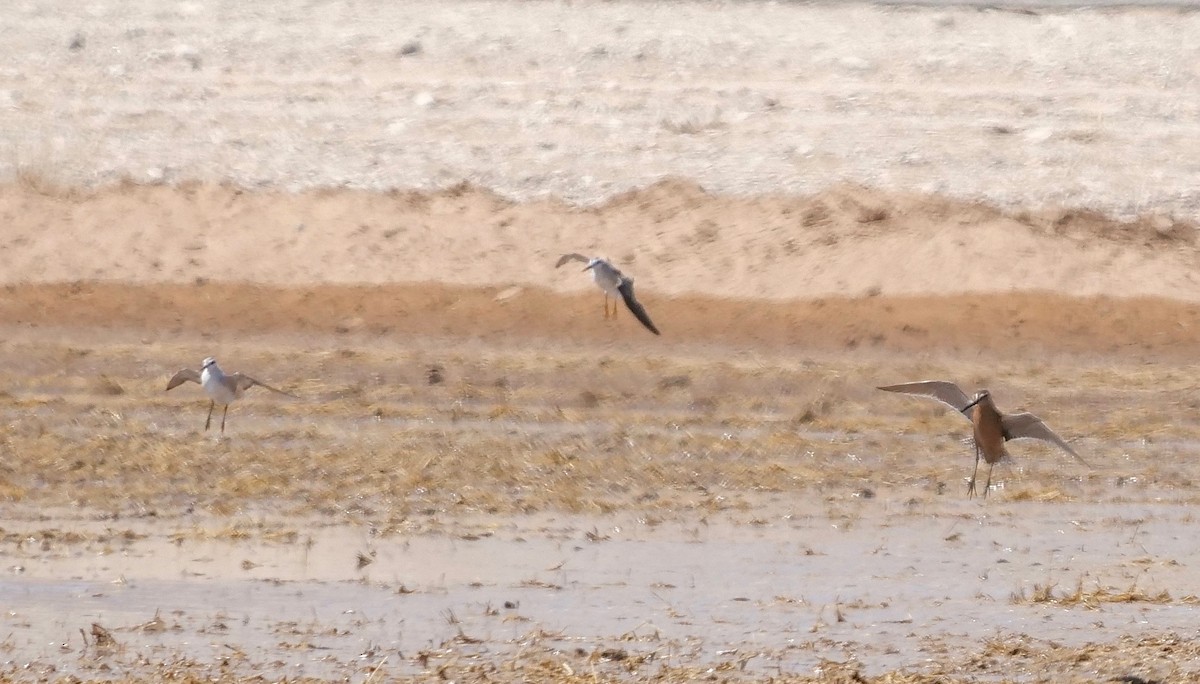 Long-billed Dowitcher - ML250407511