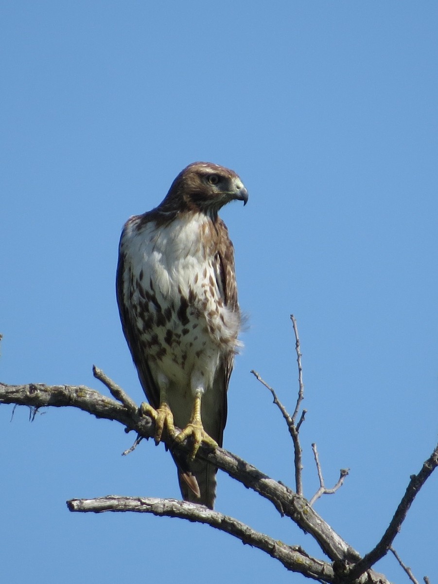 Red-tailed Hawk - Chris Anderson