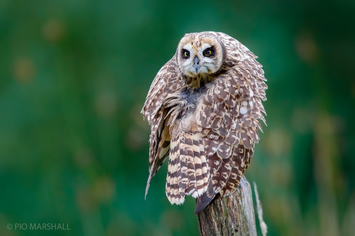 Short-eared Owl - ML250411171