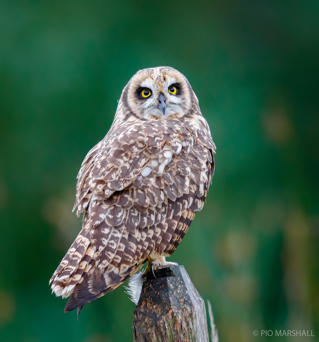 Short-eared Owl - ML250411291