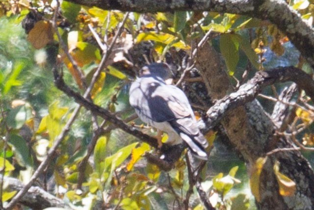 African Cuckoo-Hawk - ML250412661