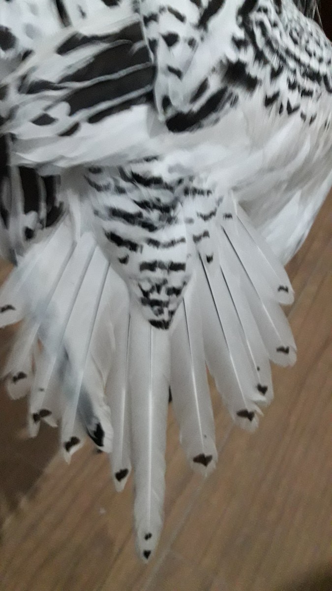 White-tailed Tropicbird - ML250412771