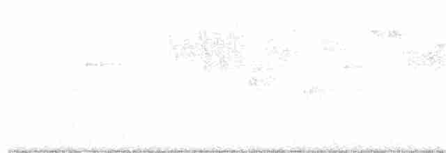 Troglodyte de Baird - ML250415861
