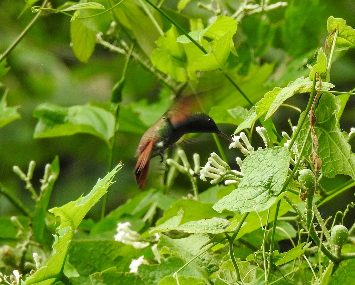 Berylline Hummingbird - ML250417171