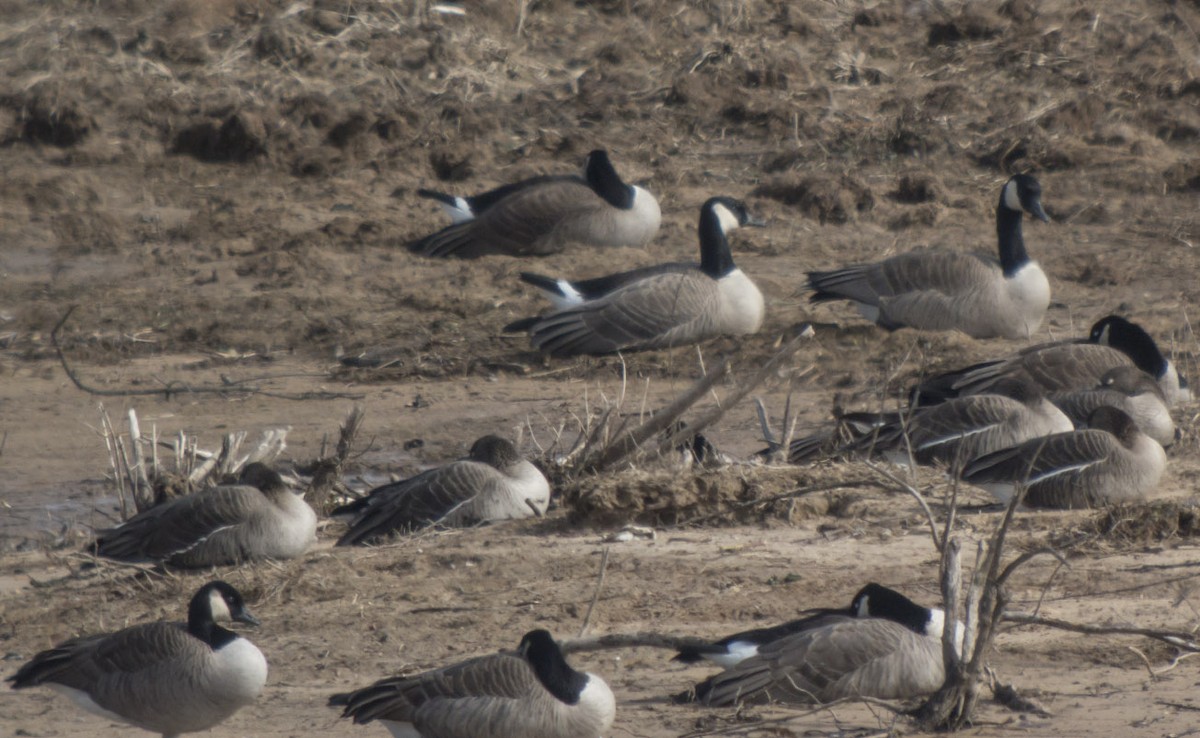 Canada Goose (canadensis Group) - ML25041961