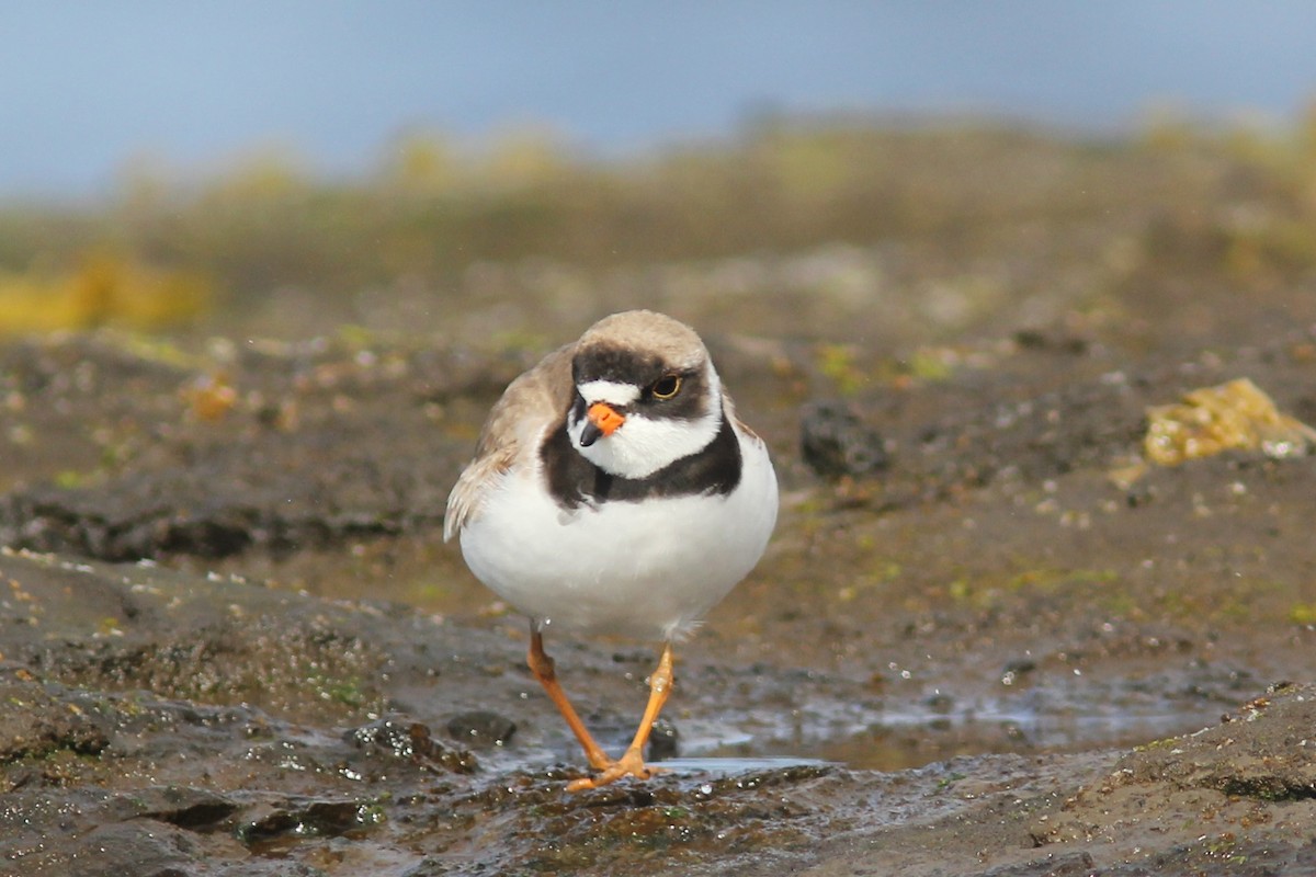 Semipalmated Plover - ML250426201