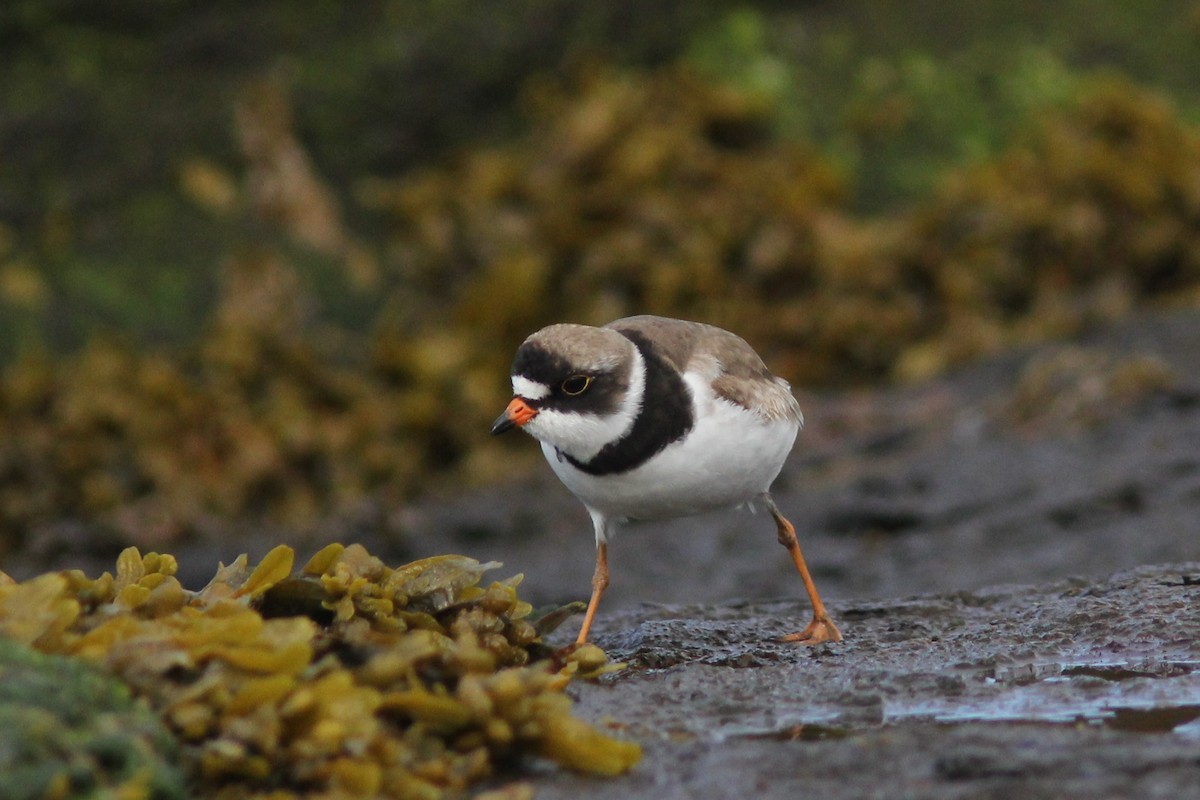 Semipalmated Plover - ML250426211