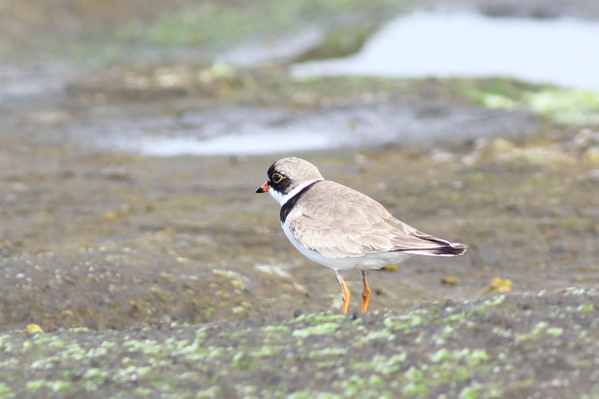 Semipalmated Plover - ML250426441