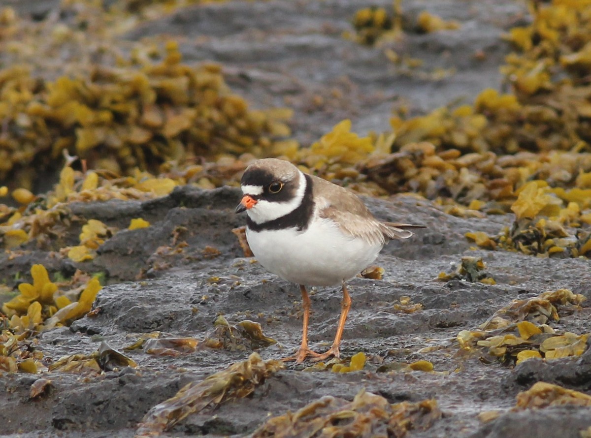 Semipalmated Plover - ML250426961