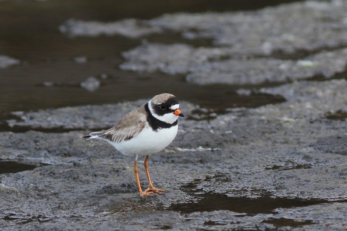 Semipalmated Plover - ML250426971