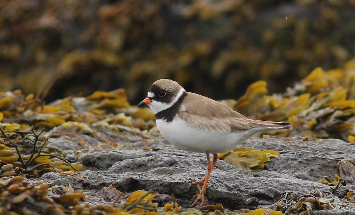 Semipalmated Plover - ML250427171