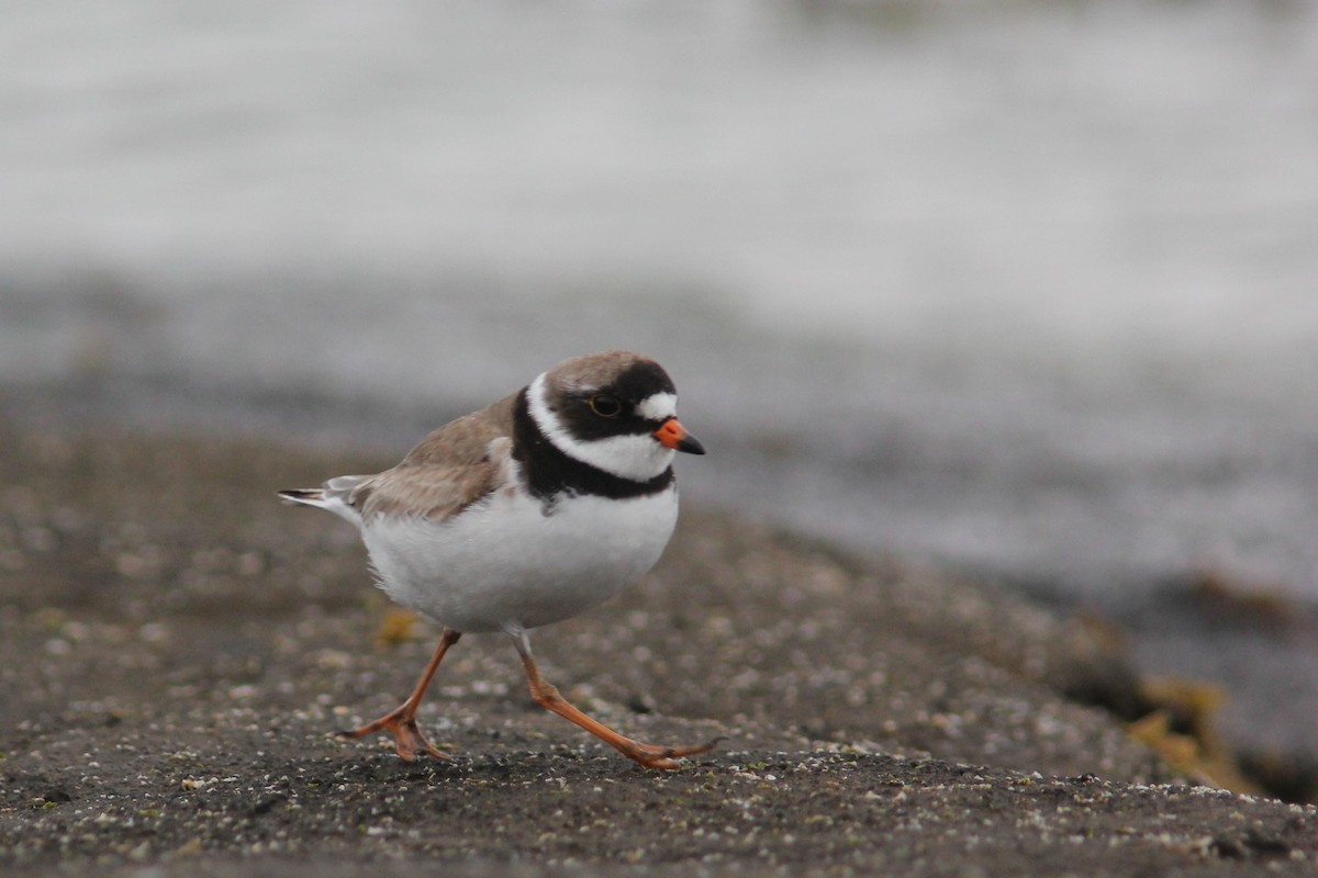 Semipalmated Plover - ML250427631