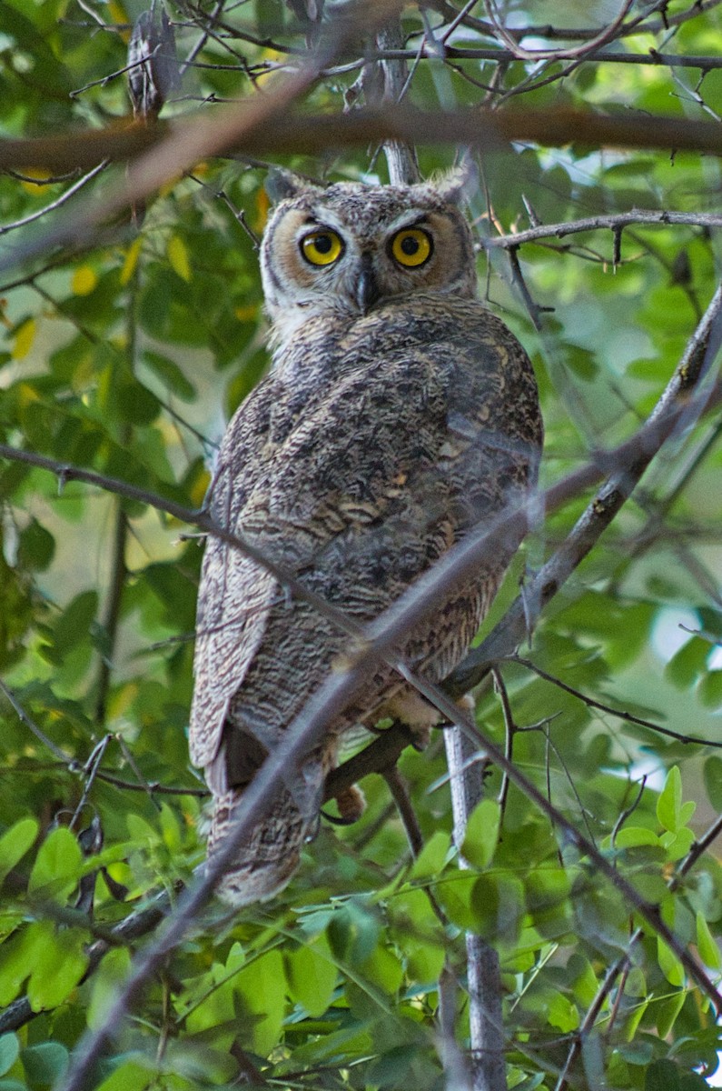 Great Horned Owl - Kevin Merrell