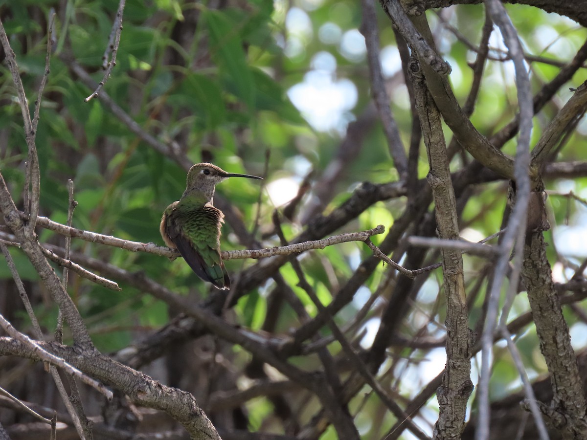 Broad-tailed Hummingbird - Meg Reck