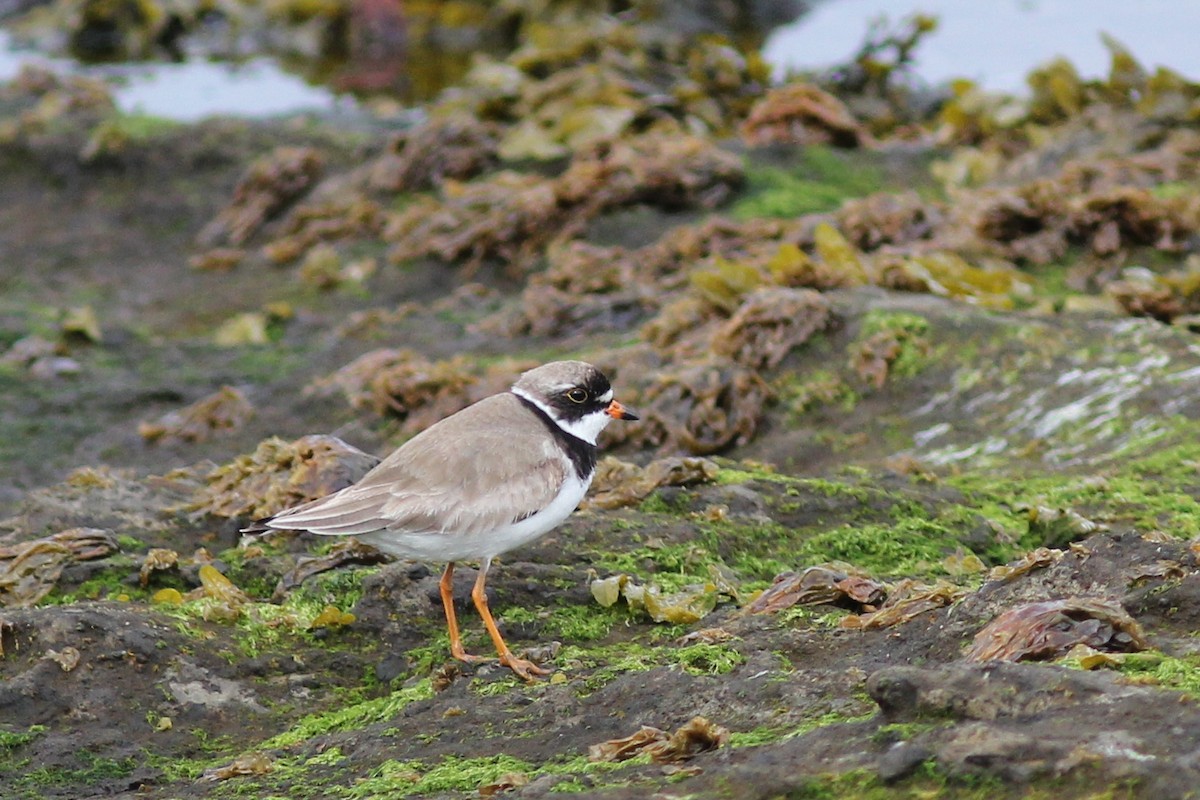 Semipalmated Plover - ML250429181