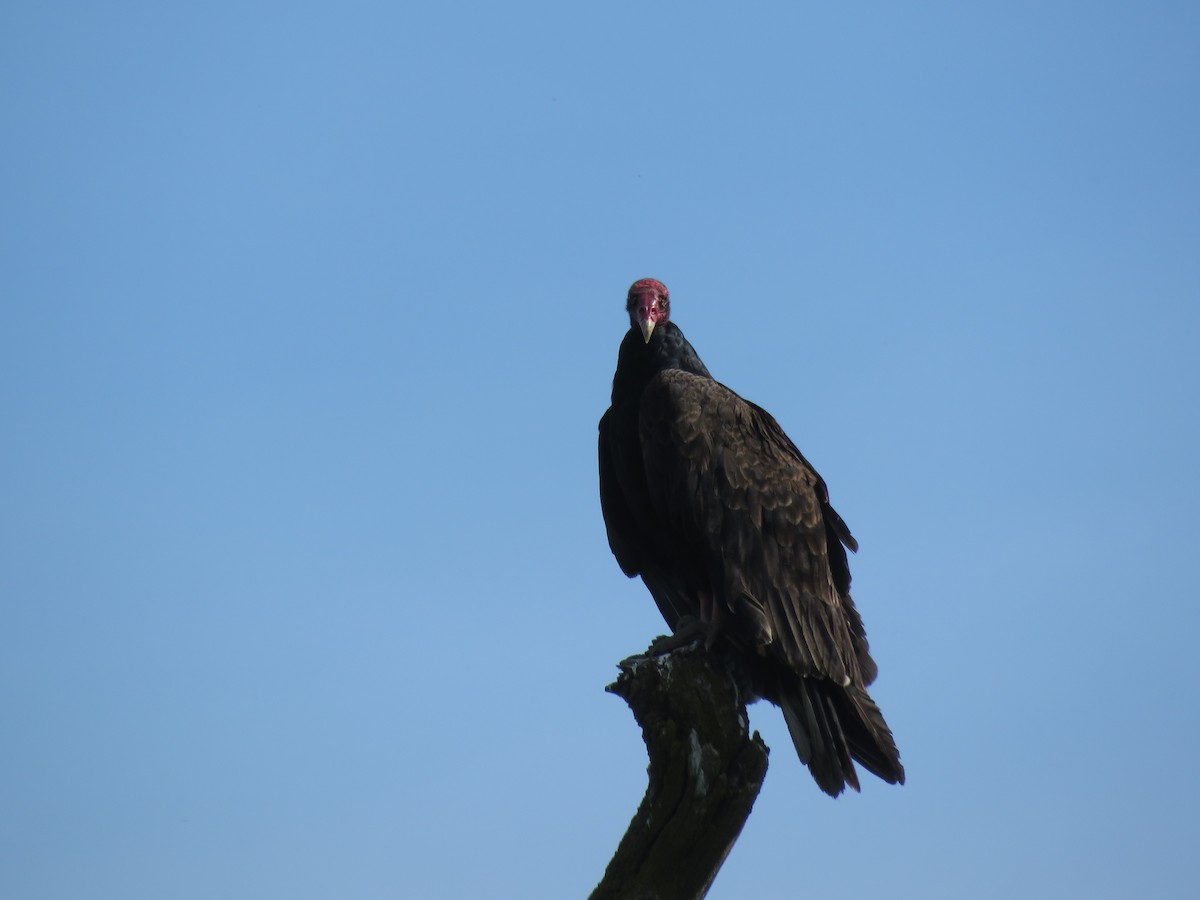 Turkey Vulture - ML250432591