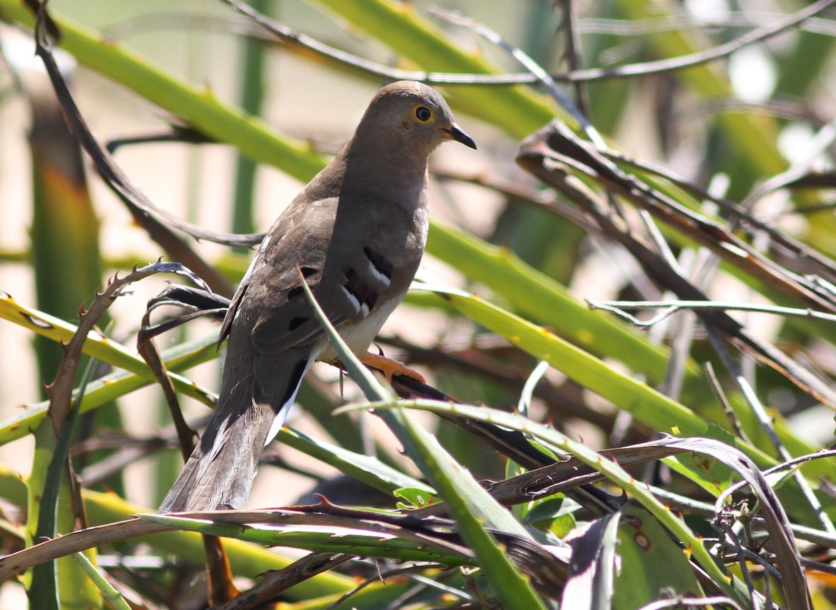 Long-tailed Ground Dove - ML250433451