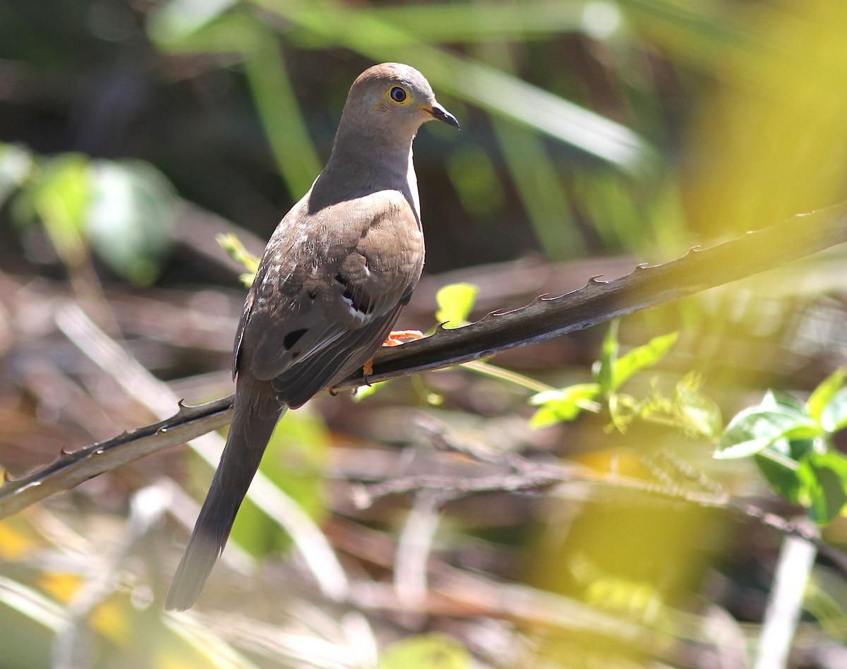 Long-tailed Ground Dove - ML250433681