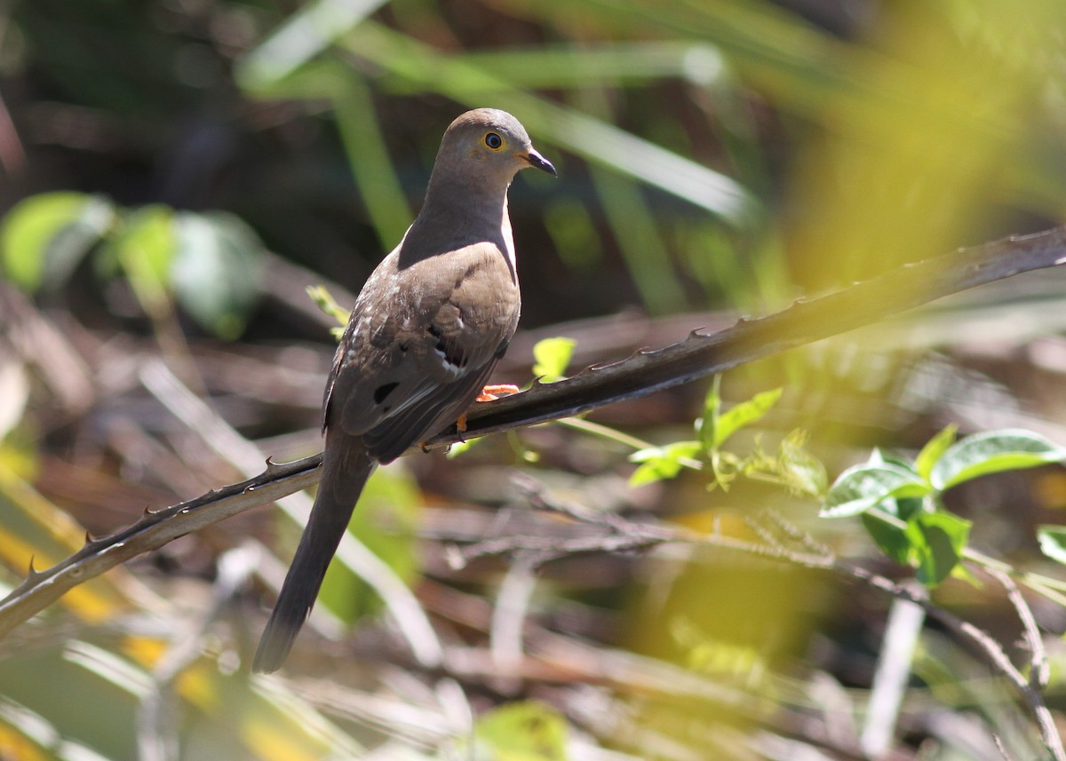 Long-tailed Ground Dove - ML250433751