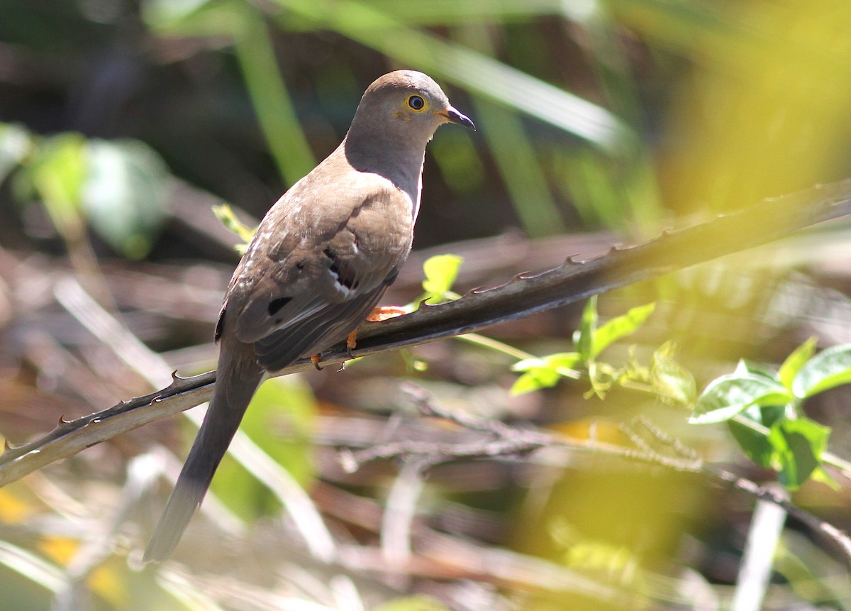 Long-tailed Ground Dove - ML250433921