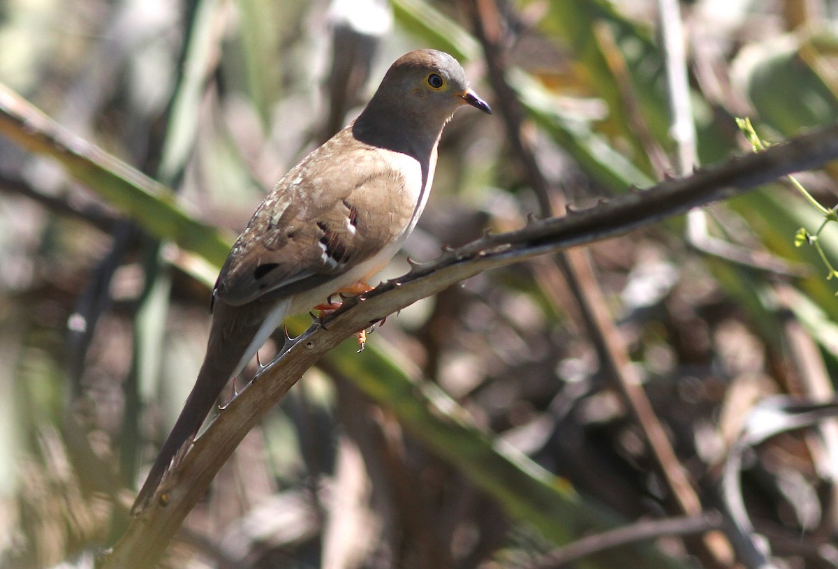 Long-tailed Ground Dove - ML250434081