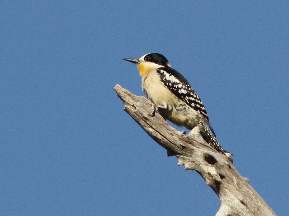 White-fronted Woodpecker - ML250438751