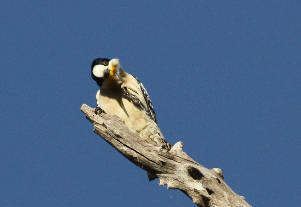 White-fronted Woodpecker - ML250438831