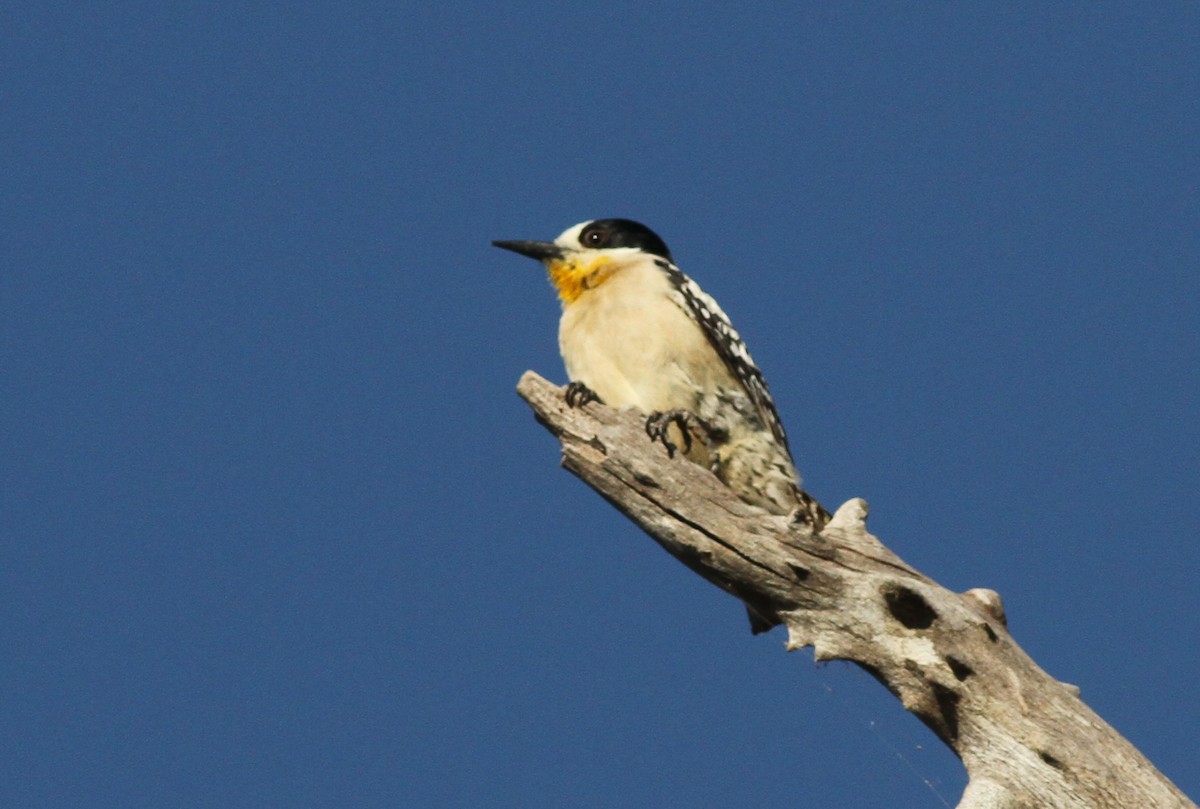 White-fronted Woodpecker - ML250438881