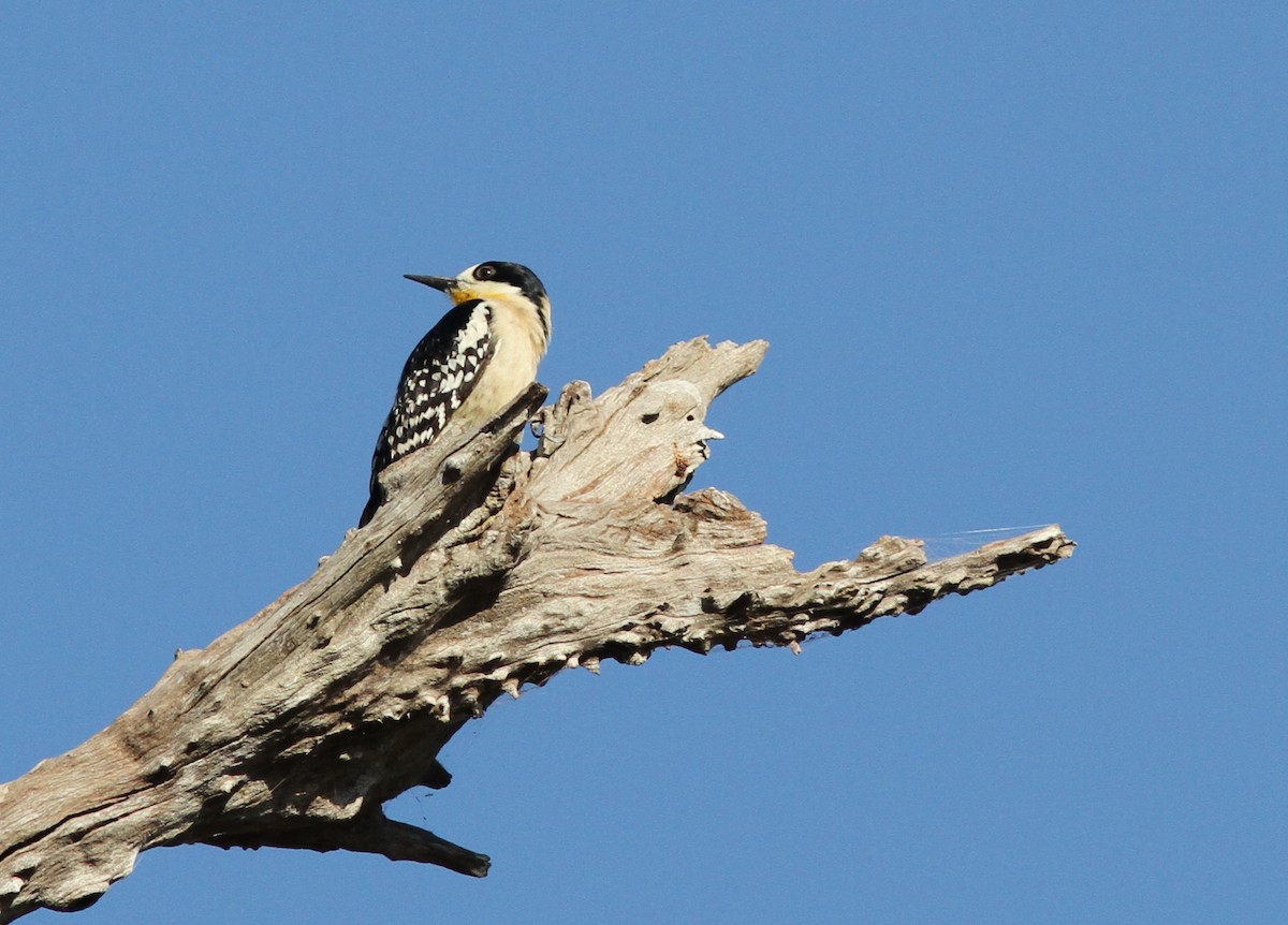 White-fronted Woodpecker - ML250438911