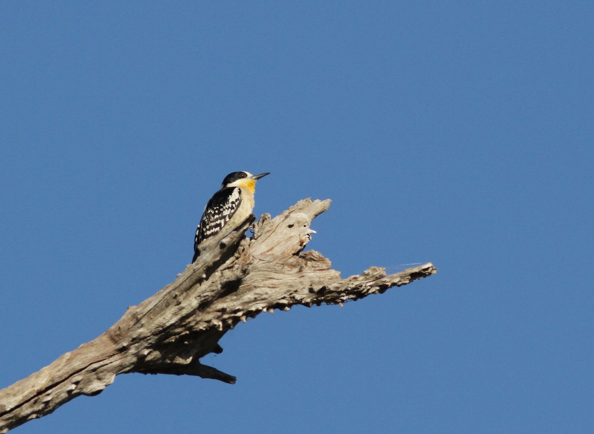 White-fronted Woodpecker - ML250439031