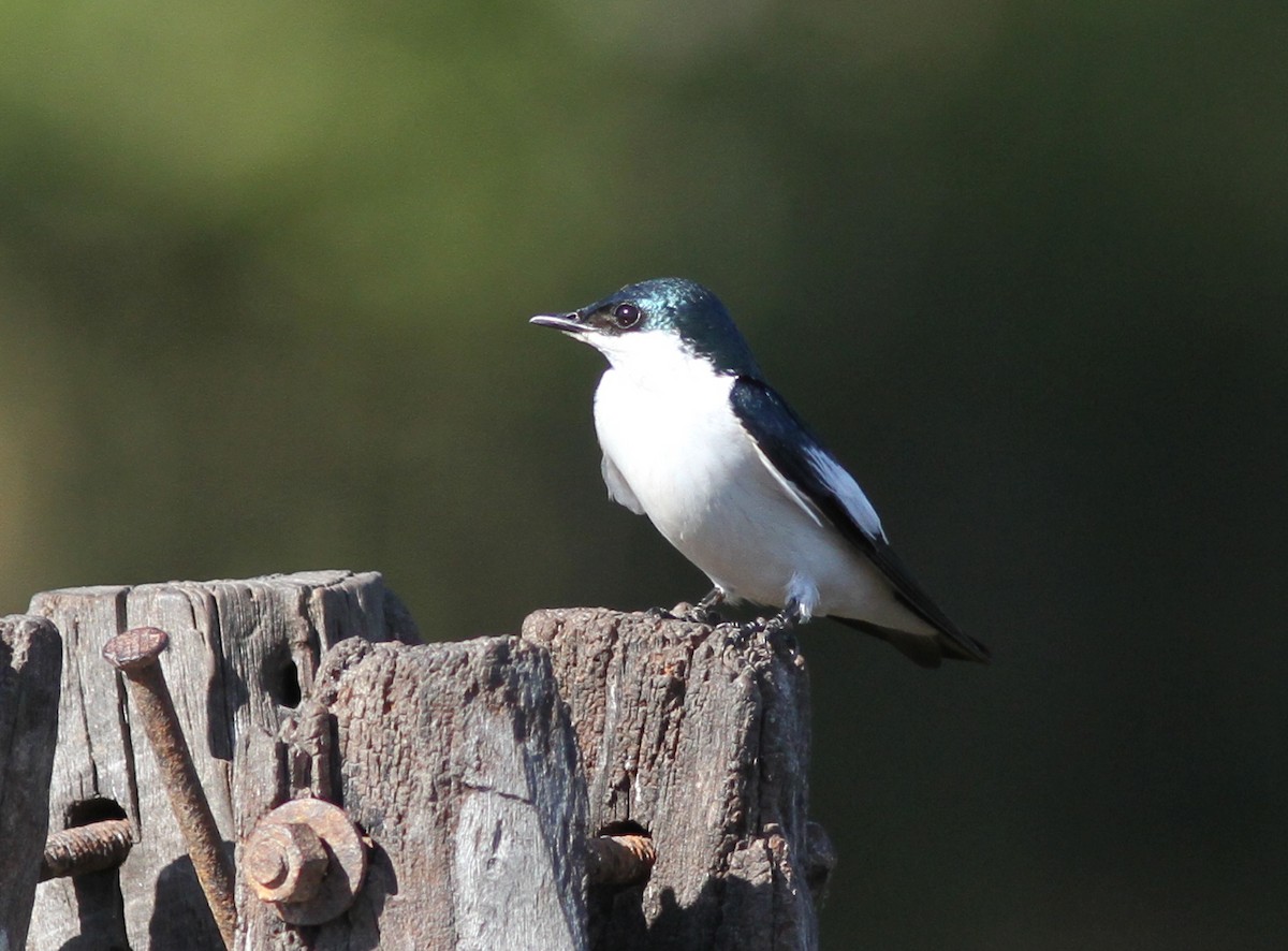 White-winged Swallow - ML250439791