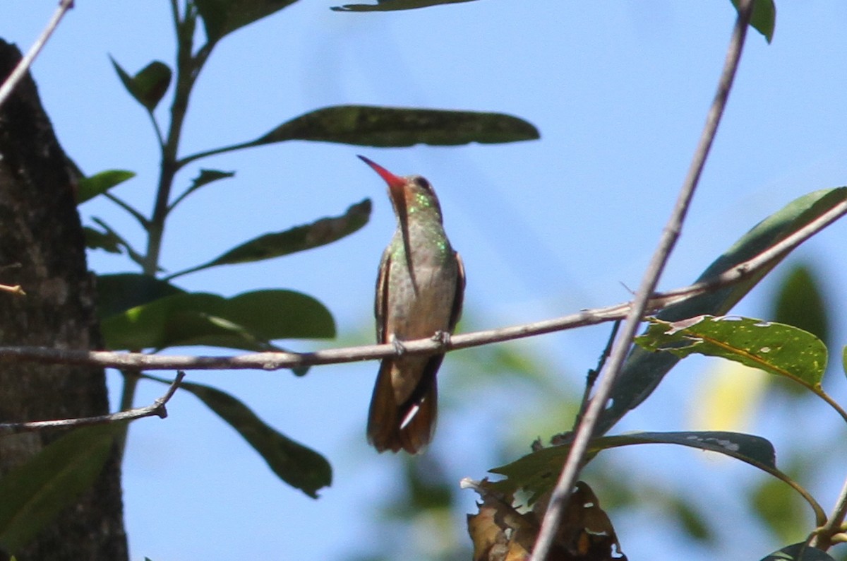 Gilded Hummingbird - ML250441271