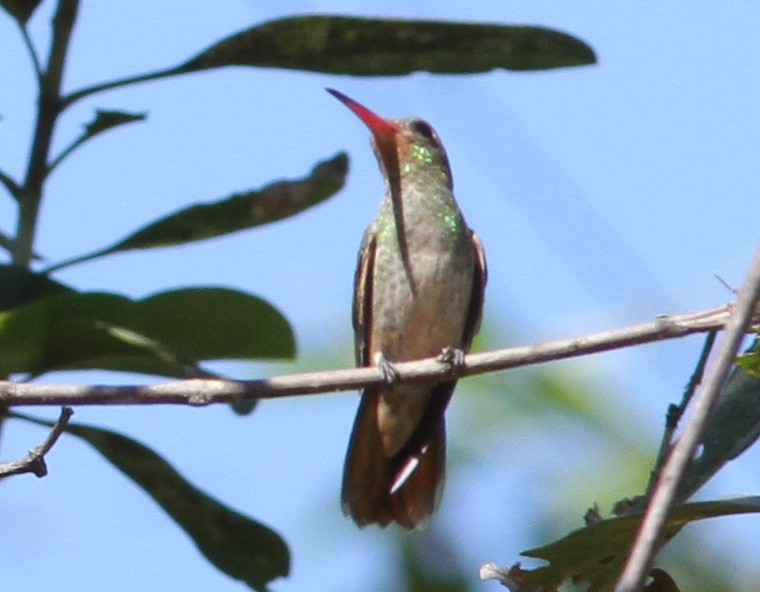 Gilded Hummingbird - ML250441331