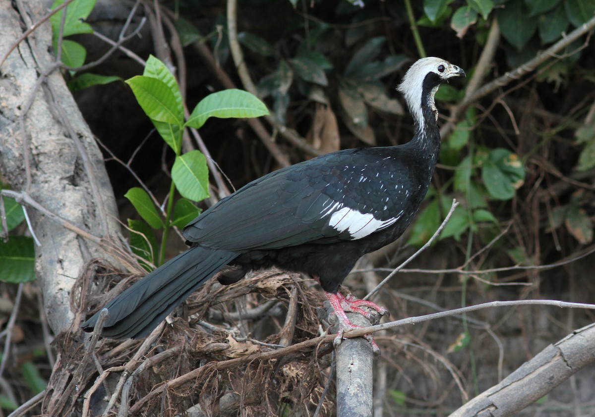 White-throated Piping-Guan - ML250443551
