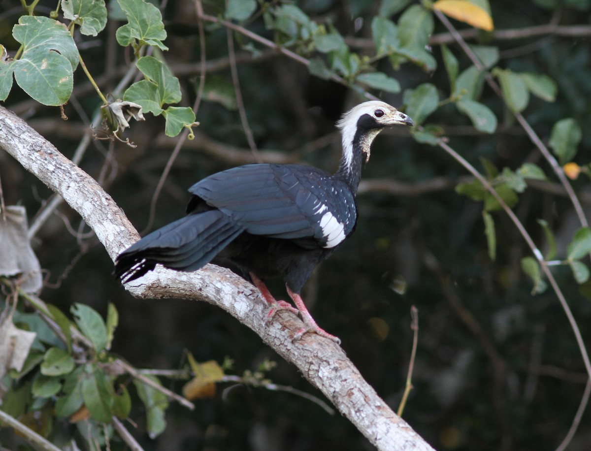 White-throated Piping-Guan - ML250443581