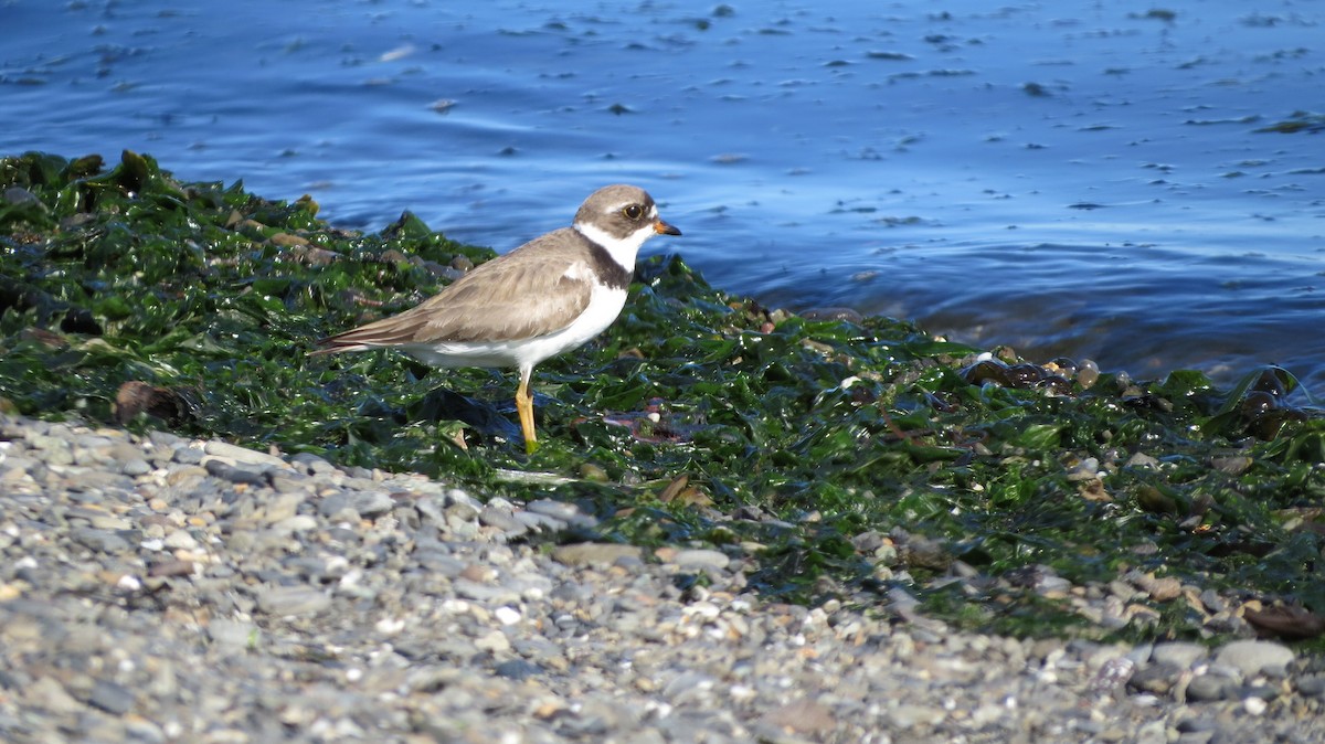 Semipalmated Plover - Roger Hoffman