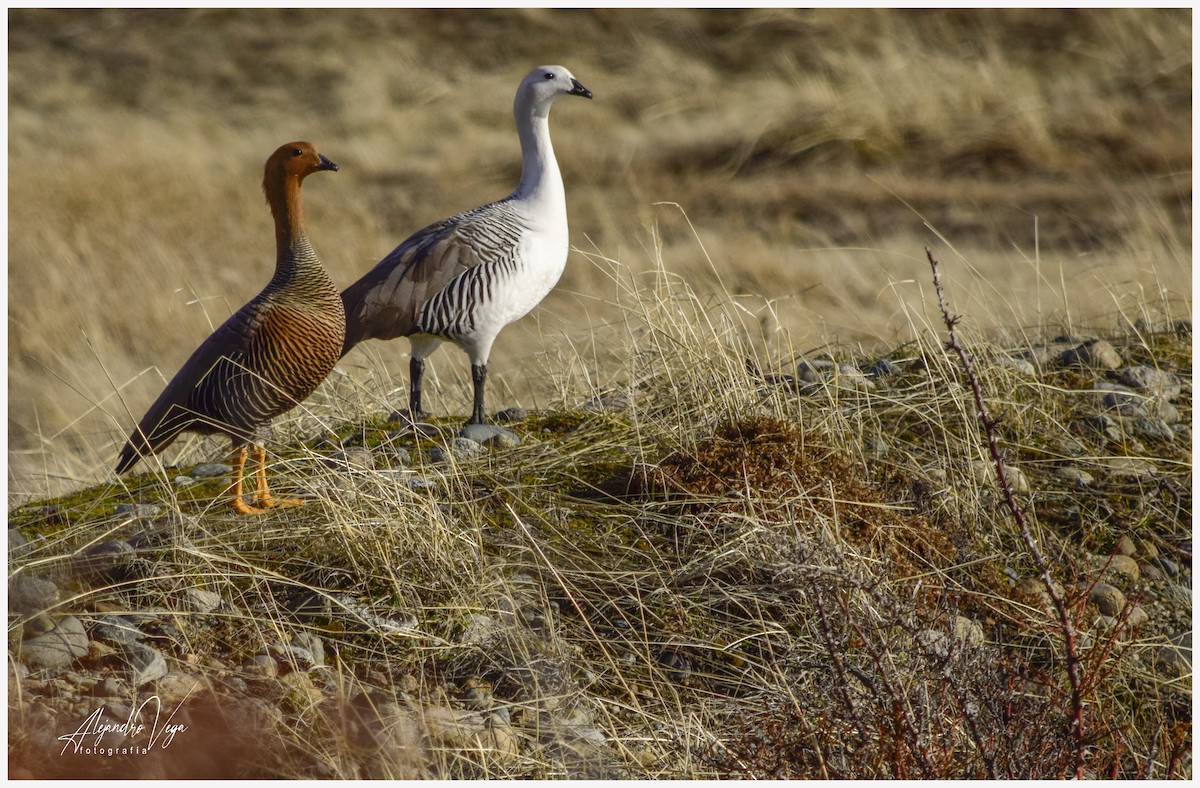 Upland Goose - alejandro vega
