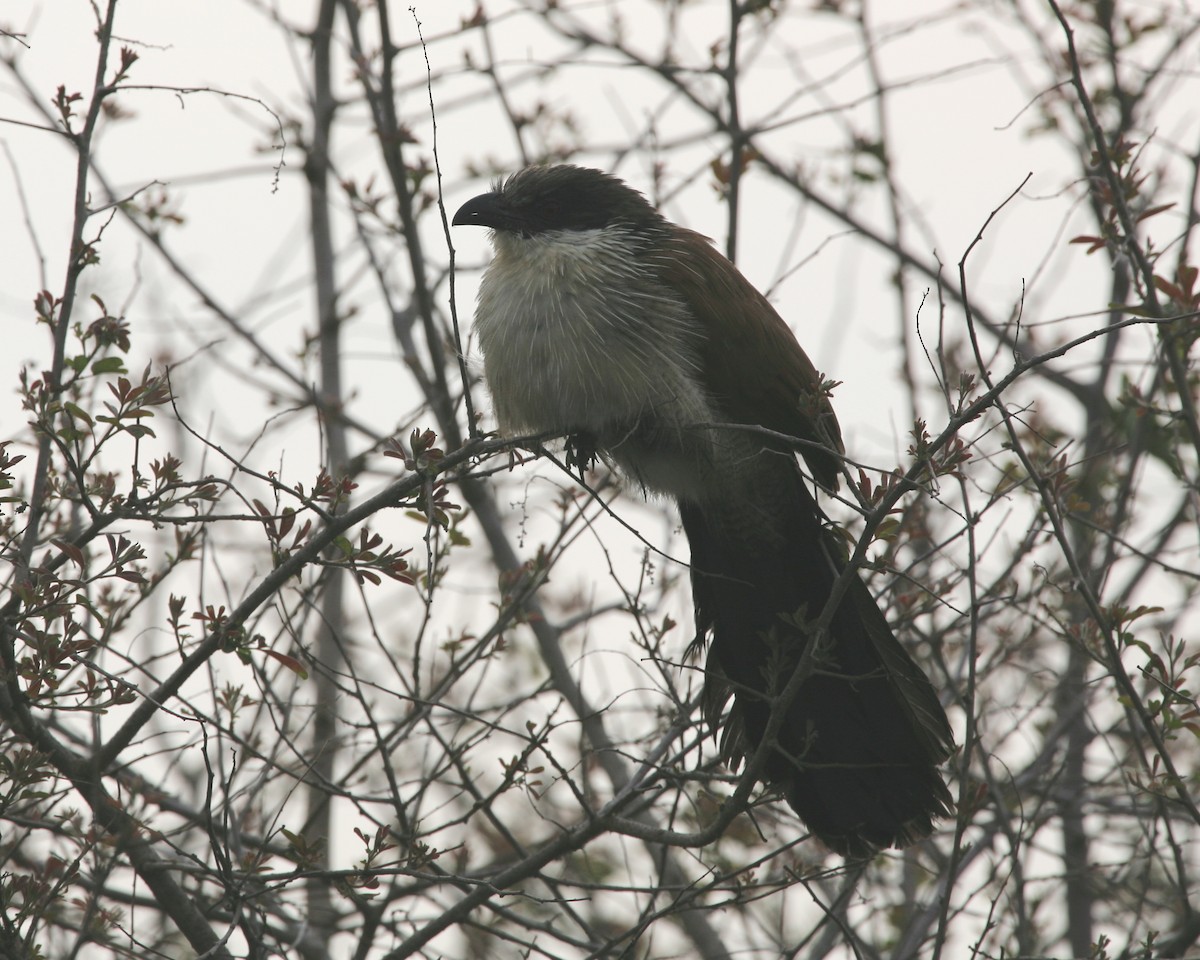 White-browed Coucal (Burchell's) - Bruce Robinson