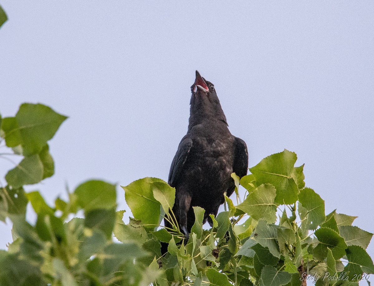 Fish Crow - Sandy Podulka